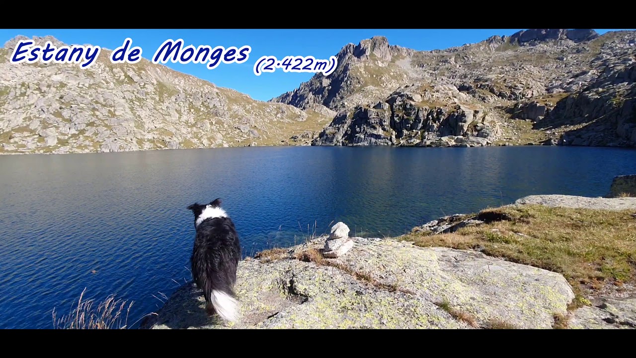 Border Collie Wallace (Presa de Cavallers Ruta de la Marmota)