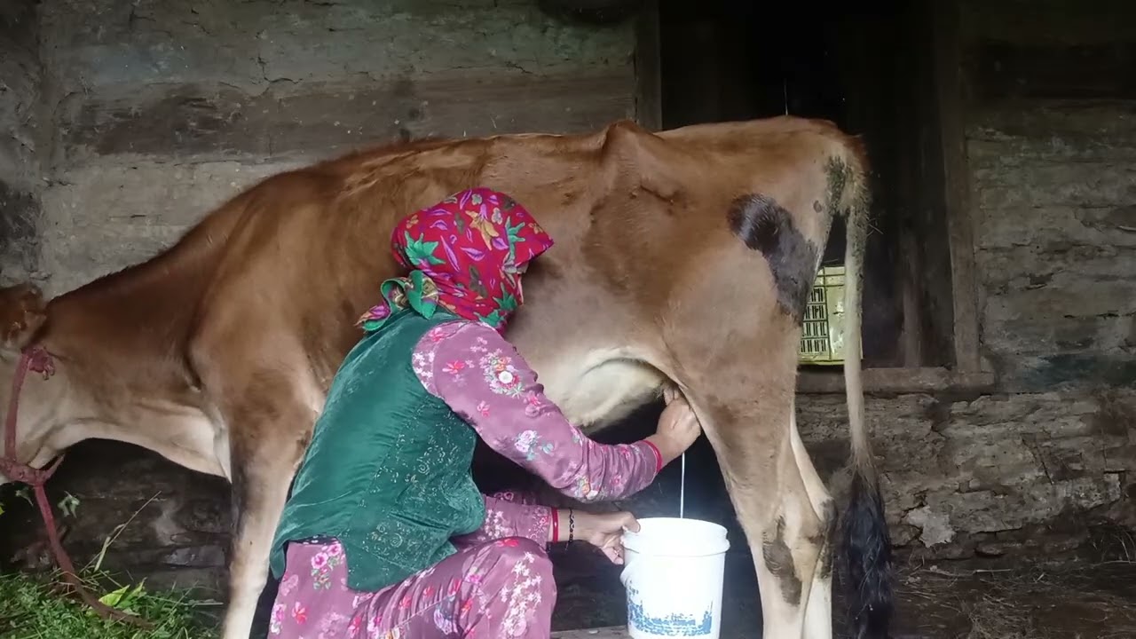 Aap sub ka khana pr aaj fir #youtube  #cowmilke #phadilifestyle  #villagelife  #minivlog