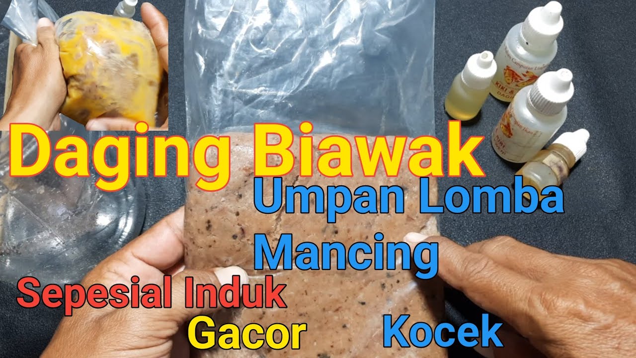 RACIKAN jitu !!  KOCEK biawak BIKIN lele Induk NENENIN bro******