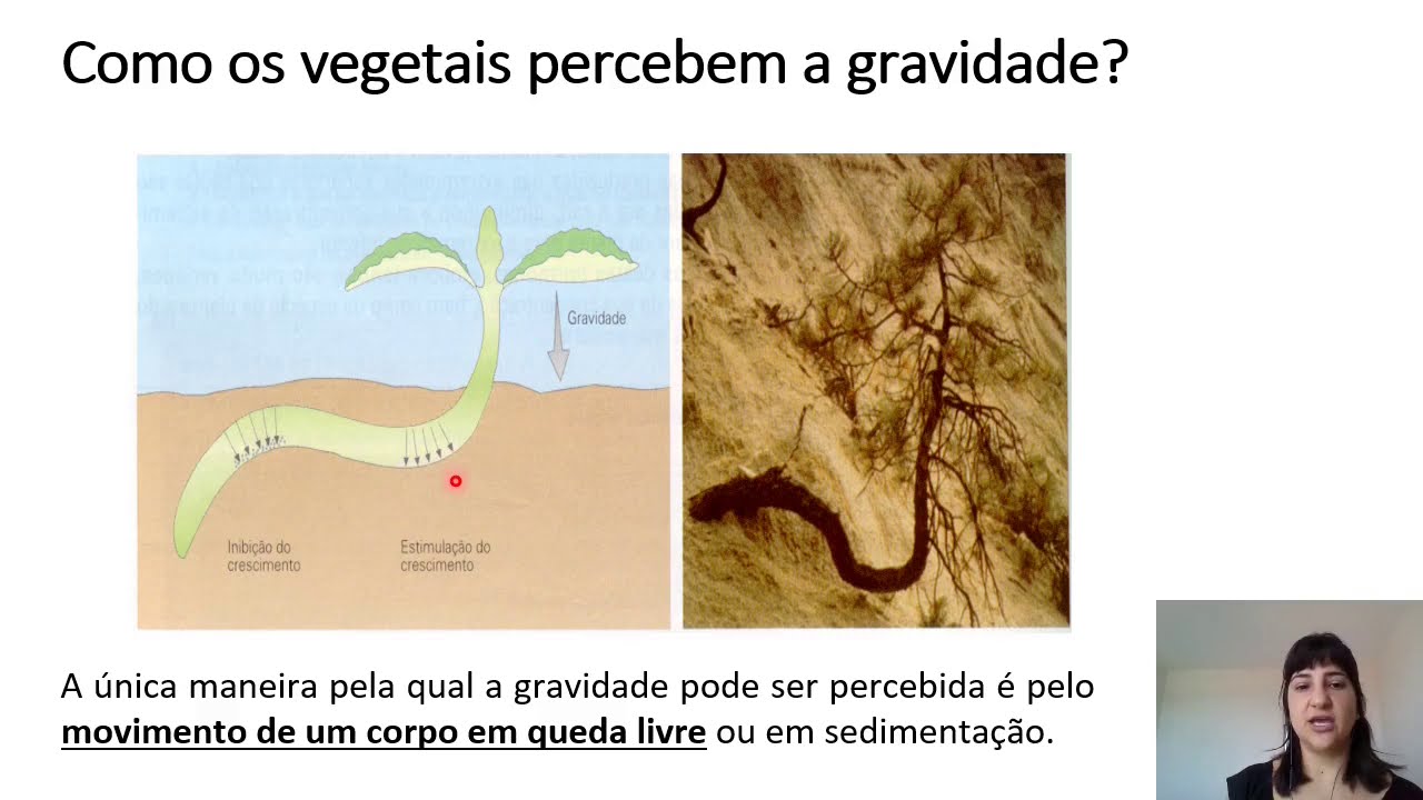 Fisiologia Vegetal - Hormônios Vegetais - Auxinas