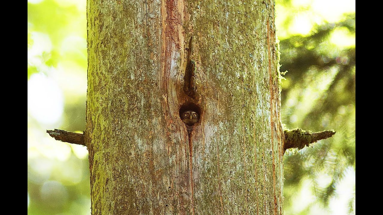 Sur la piste du fantôme des arbres: la chouette chevêchette d'Europe
