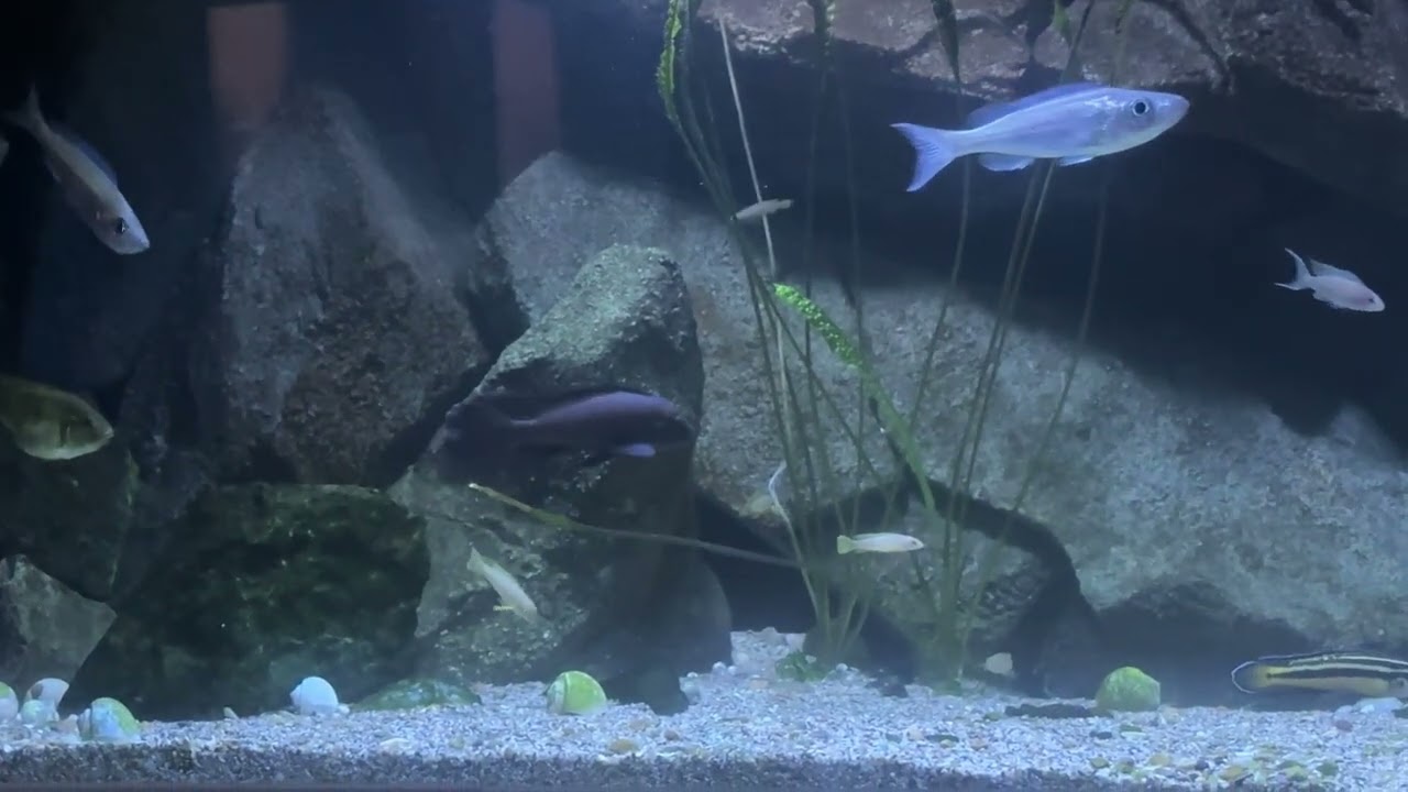 Biotope Tanganyika lake tank 