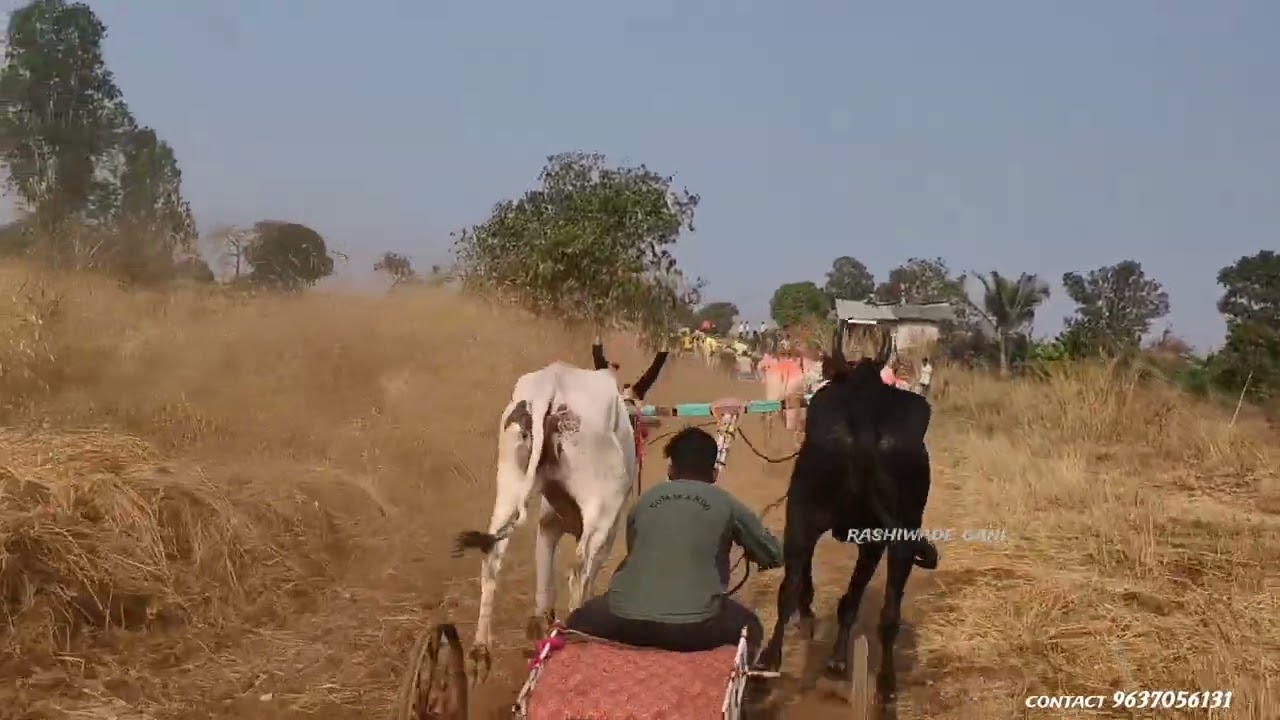 राशिवडे बिरदेव यात्रा जनरल बैलगाडी शर्यत  1 बुलट बंड्या RX बैज्या 2 वाडकर जर्शी पक्षा 3 विशाल कळबा