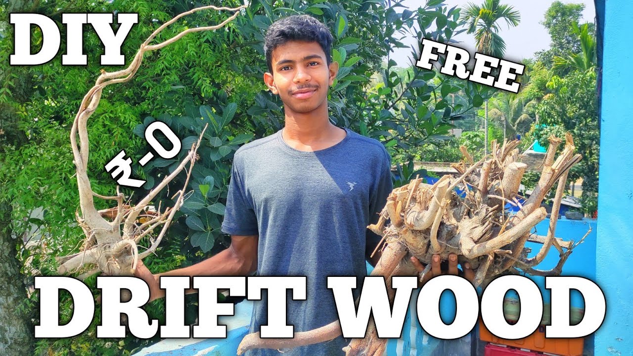 How to make drift wood in hindi || free drift wood || make DIY drift wood at home for free#driftwood