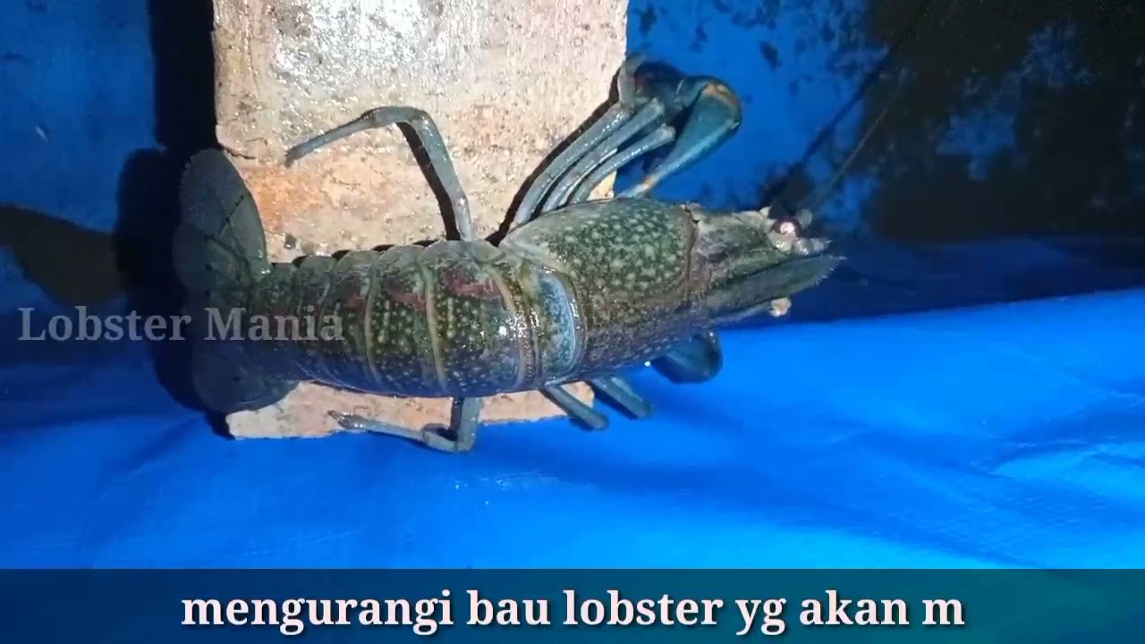Pertanda Lobster Air Tawar Mau Molting, Terbukti Benar
