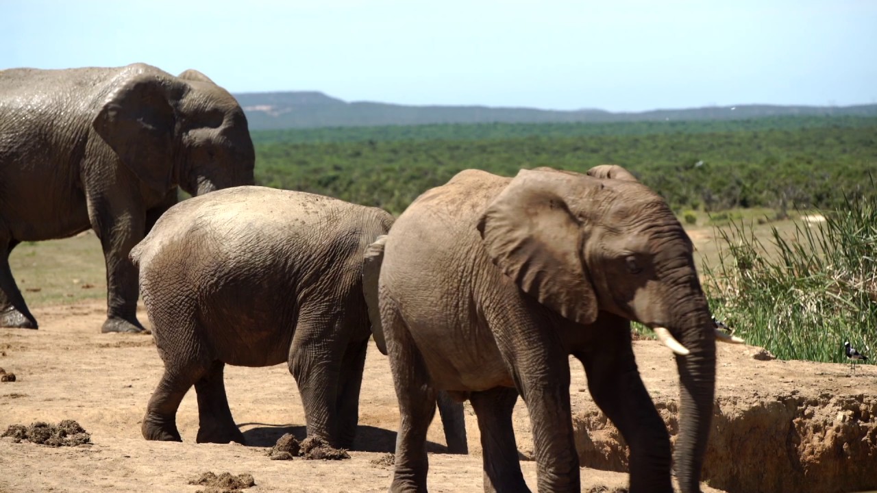 Elephants at Watering Hole