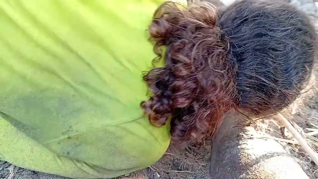 Coelhinho a Coelhinho: O Resgate dos Filhotes da Coelha Galã
