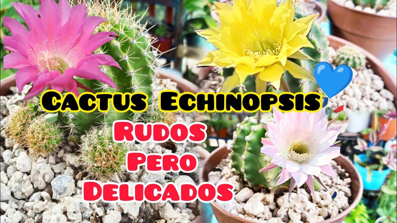 #107 /Cactus Echinopsis /Trasplante, cuidado y reproducción 🌵🌧️
