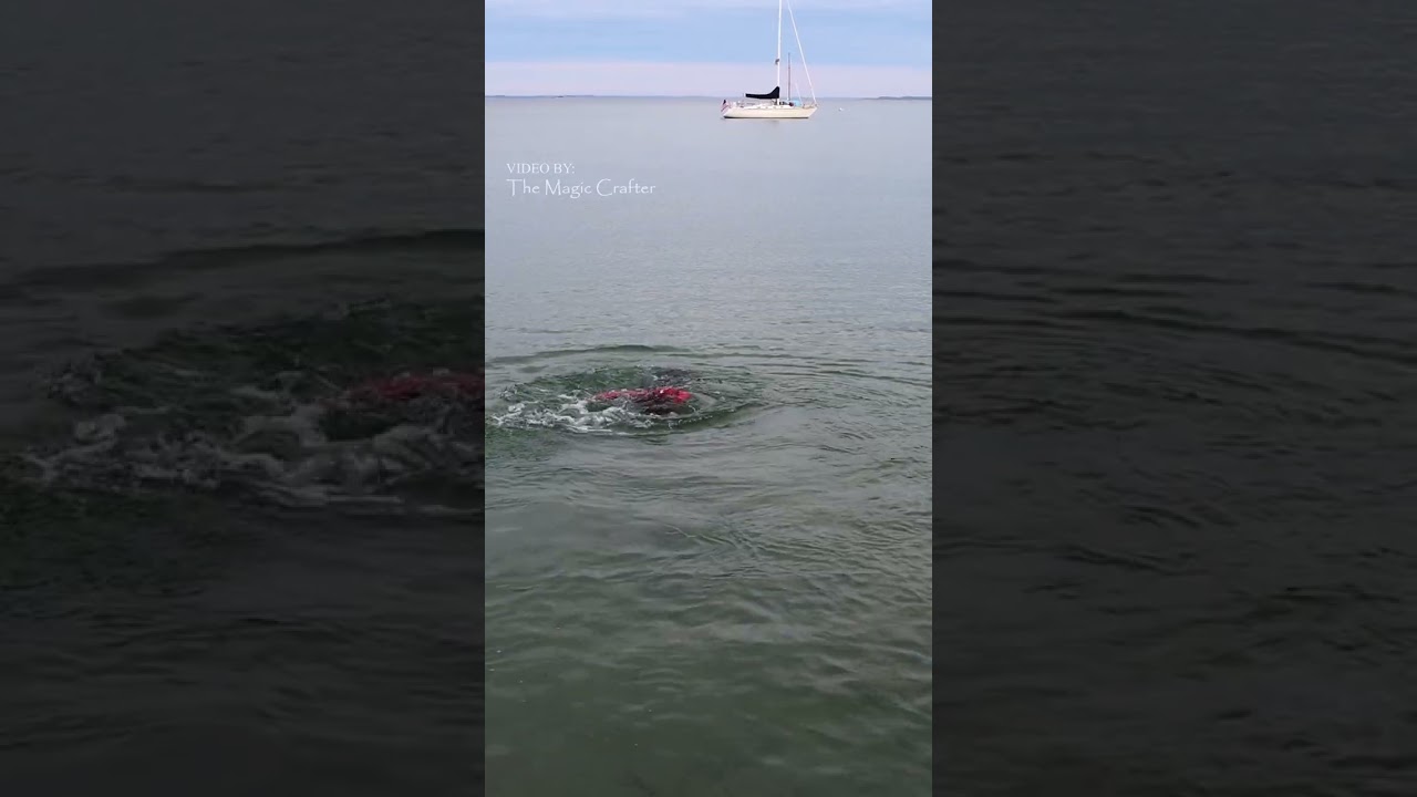Red mermaid splashing her tail out of the water (Lake Michigan mermaid performer) #shorts