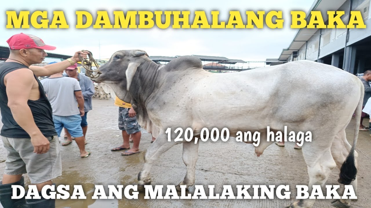 Mga Bakang Mahigit 100,000 ang Halaga!Padre Garcia Batangas