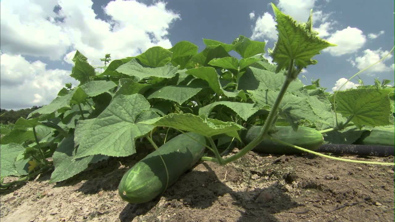 Cucumbers Growing
