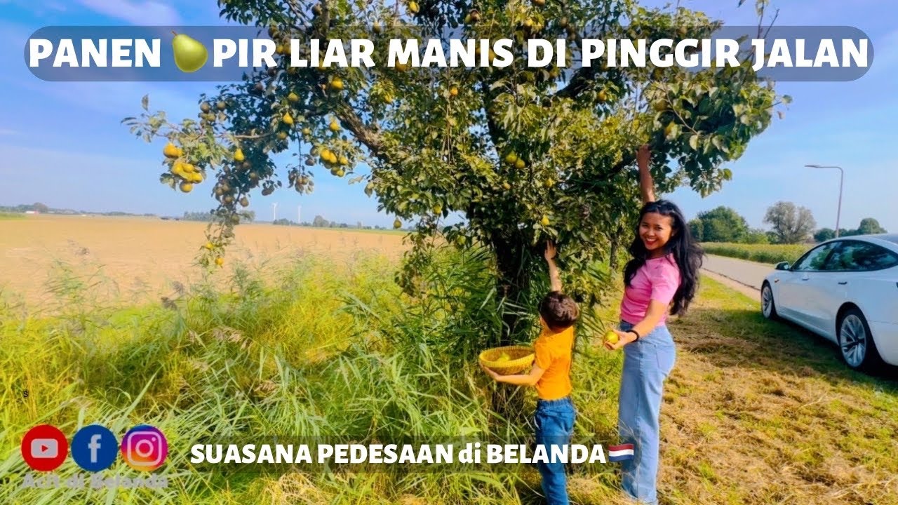 PANEN BUAH ‘PIR 🍐LIAR’ GRATIS di SEPANJANG JALAN PEDESAAN🇳🇱, INI SIH HARUS BAWA KARUNG❗️😆