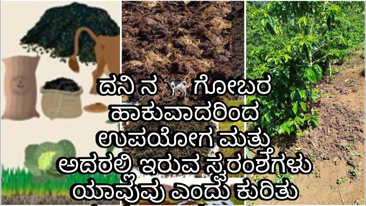 ದನಿ ನ 🐄 ಗೋಬರ ಹಾಕುವಾದರಿಂದ ಉಪಯೋಗ ಮತ್ತು ಅದರಲ್ಲಿ ಇರುವ ಸ್ವರಂಶಗಳು ಯಾವುವು ಎಂದು ಕುರಿತು ಸಂಪೂರ್ಣ ಮಾಹಿತಿ 🐄 dung