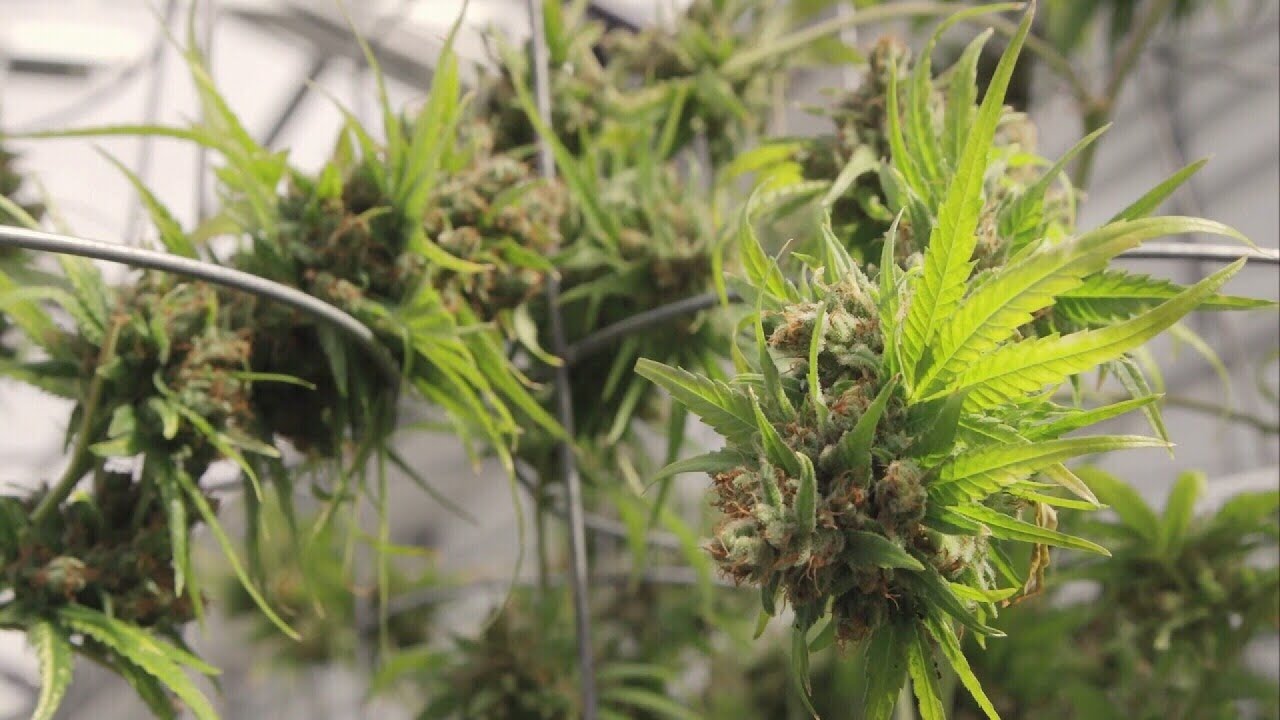 High demand for medical marijuana means more jobs