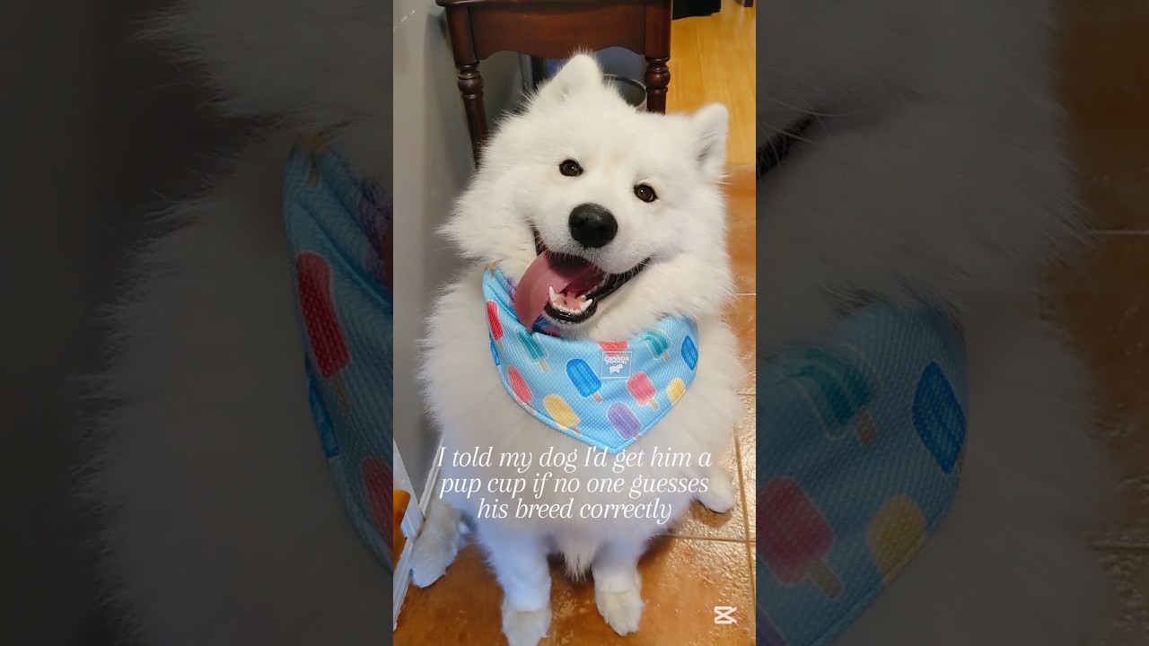 Koda Is Looking For ✨Wrong✨ Answers Only 