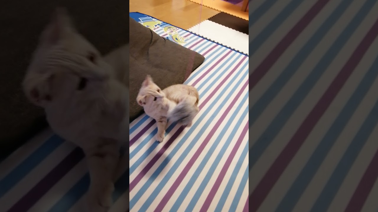 子ネコの時の猫