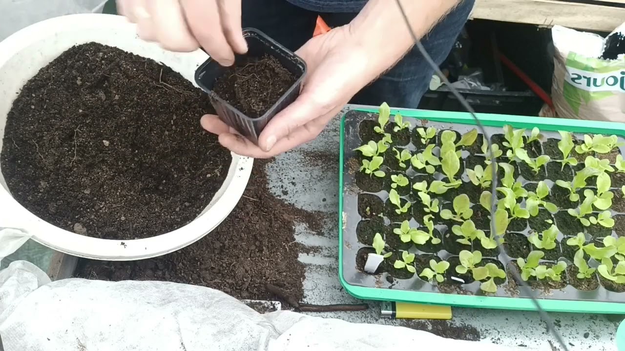 Comment repiquer de la salade en godet et comment arroser