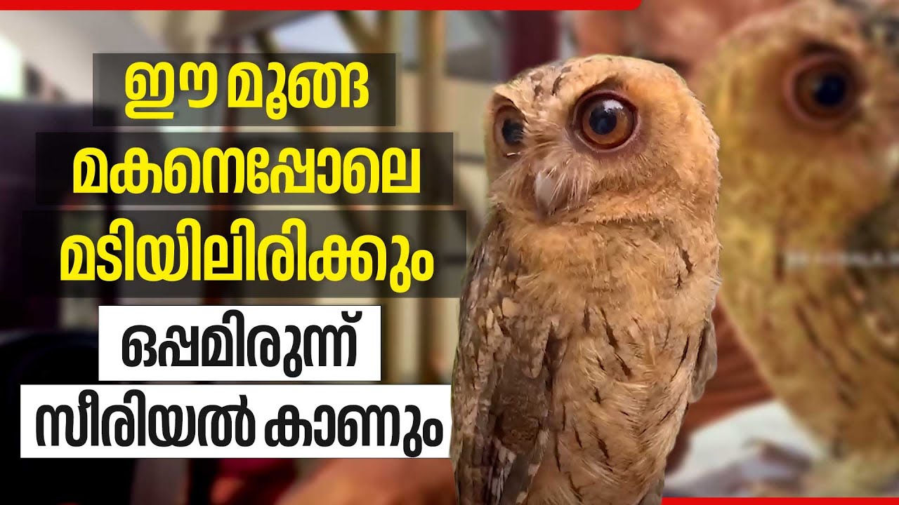 ഈ മൂങ്ങ മകനെപ്പോലെ മടിയിലിരിക്കും;  ഒപ്പമിരുന്ന് സീരിയല്‍ കാണും | Kerala Family Adopts Baby Owl