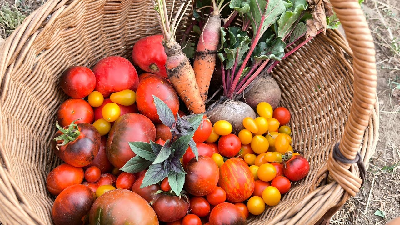 Unser Garten kämpft ums Überleben – Hitze-Horror beim Wachstum!