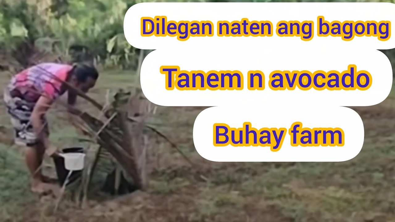 MAGDILEG TAYO SA BAGONG TANEM NA AVOCADO/MALAKAS KAME WALANG NAKUHA N TALAPIA UG HITO@mayamiya1892 