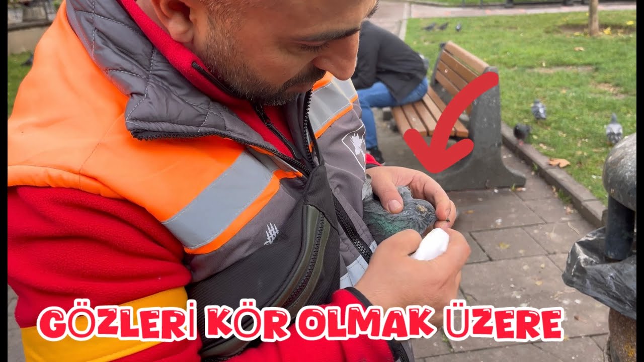 YABANİ GÜVERCİNLER ARASINDA KAÇAK AVI ( ABEYETİŞ BU KUŞ KÖER OLMUŞ )