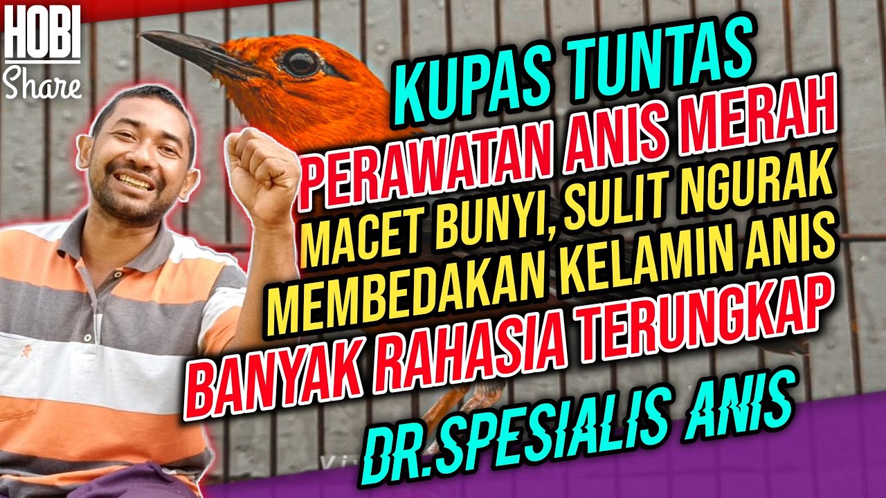 Cara Merawat Anis Merah Macet Bunyi Dengan Tepat - Merawat Anis Merah Agar Cepat Bunyi