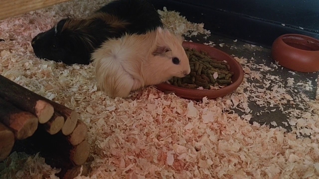 Meerschweinchen-Baby : Die Vergesellschaftung