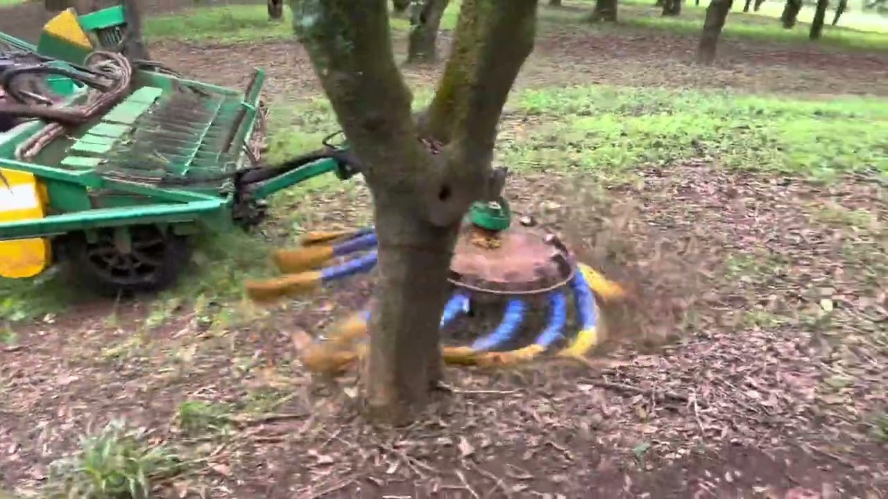 Macadamia harvesting, 2022.
