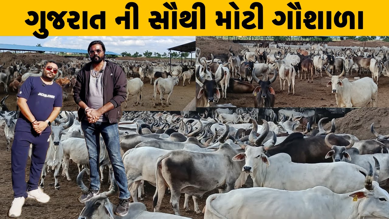  7 હજાર ગાયોનું ઘર ગુજરાત પાટણની સૌથી મોટી ગૌશાળા તમામ સુવિધા || #gaushala 