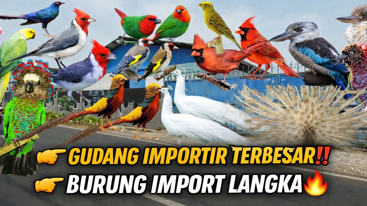 SIDAK ‼️GUDANG IMPORTIR BURUNG LANGKA TERBESAR BERNILAI MILYARAN DI PASAR PRAMUKA