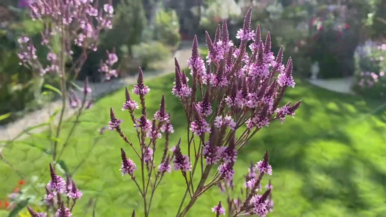 Verbena hastata, kedvenc &eacute;velők sorozat