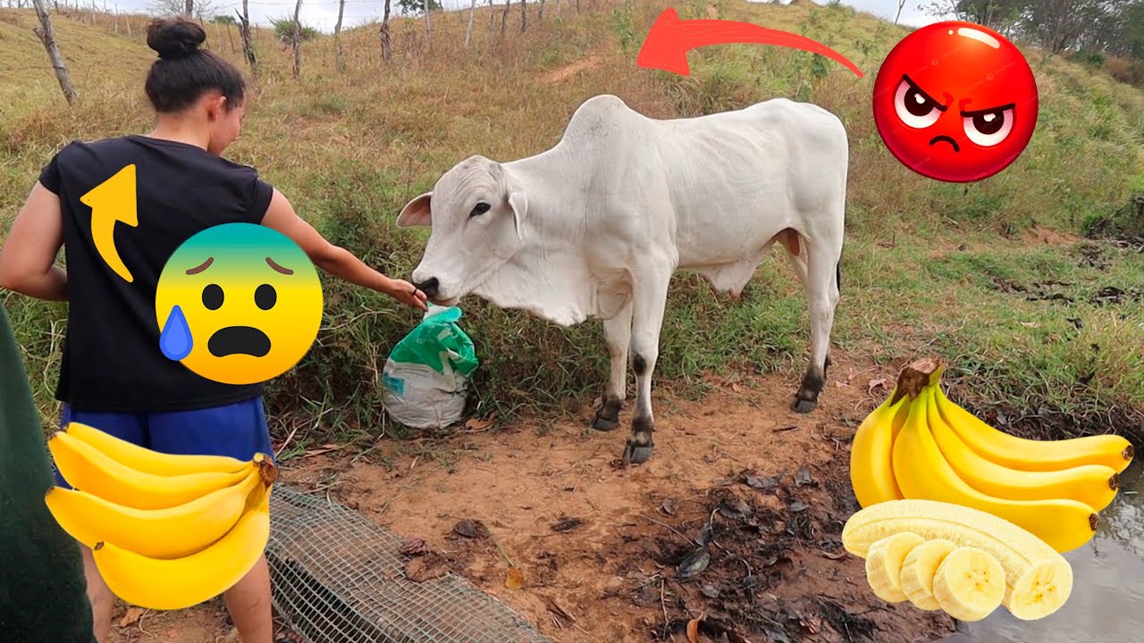 DANDO BANANA PARA CAPUCHO + PODANDO MINHAS PLANTAS 🪴