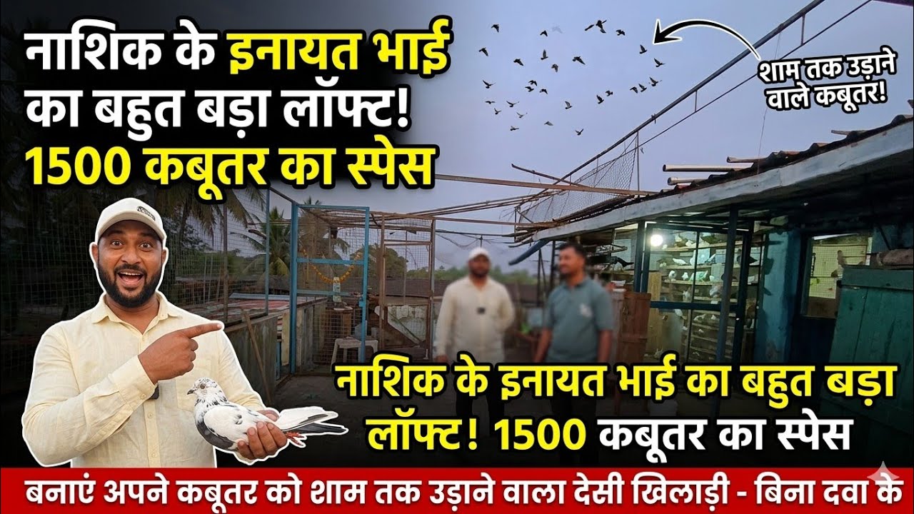 Inayat Bhai ke Kabutar ya Aasman ke Raja? Dekhiye Nashik ka Sabse Bada Shauk.