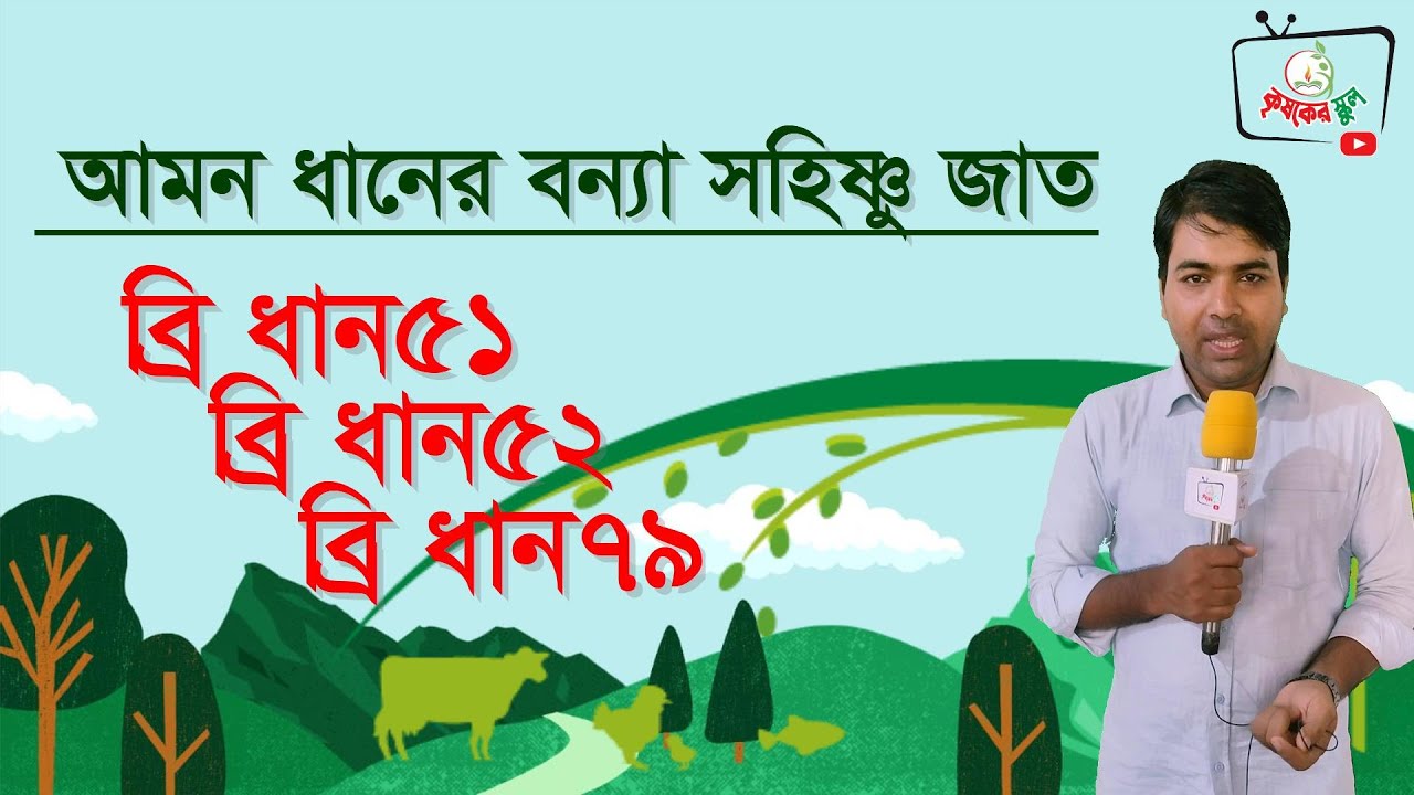 আমন ধানের বন্যা সহনশীল জাত || ব্রি ধান৫১ || ব্রি ধান৫২ || ব্রি ধান৭৯ ||T Amon || 51,52,79