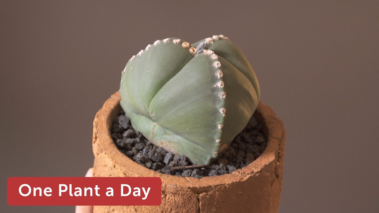 Astrophytum myriostigma var. tricostatum Houseplant Care — 186 of 365