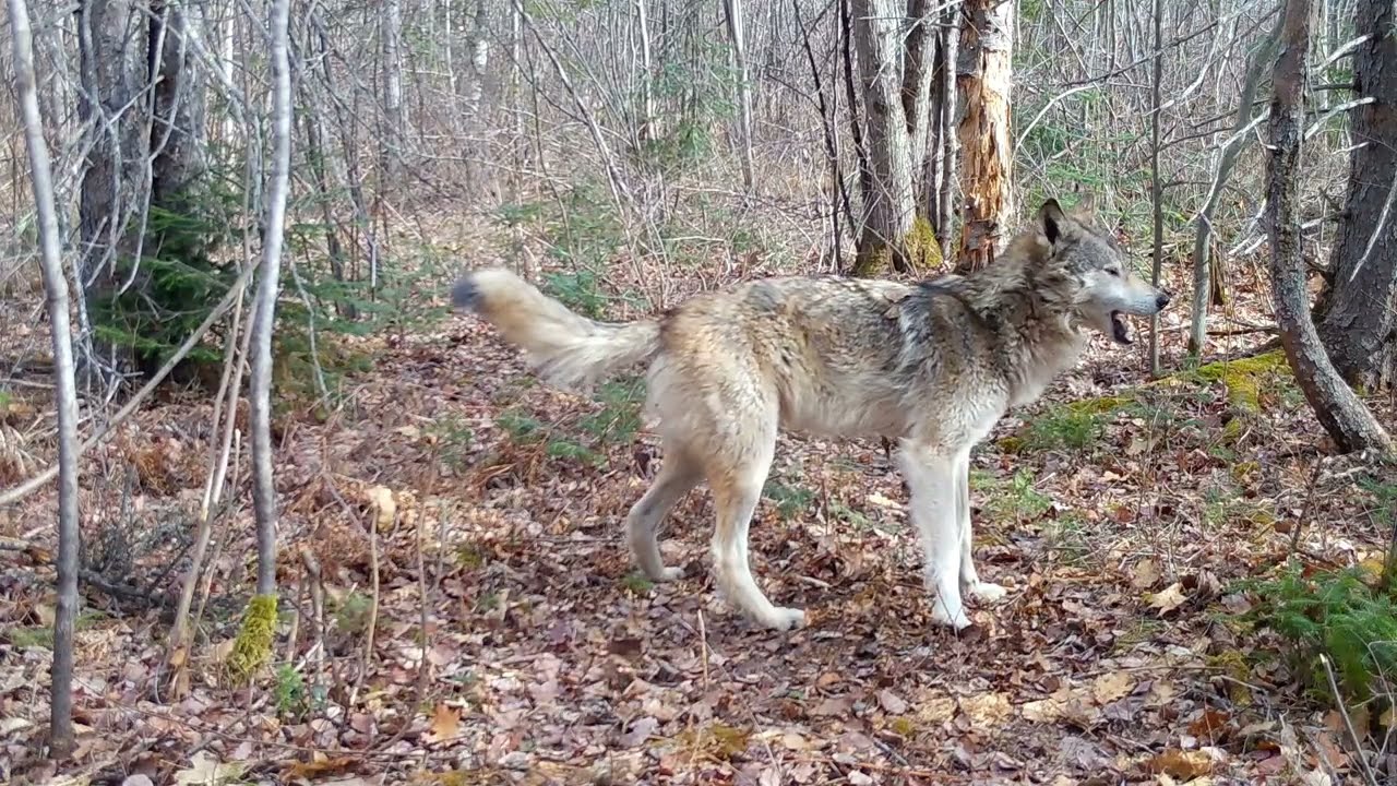 Mitten Trail Cams Ep. 9: A Trail Through the Forest.
