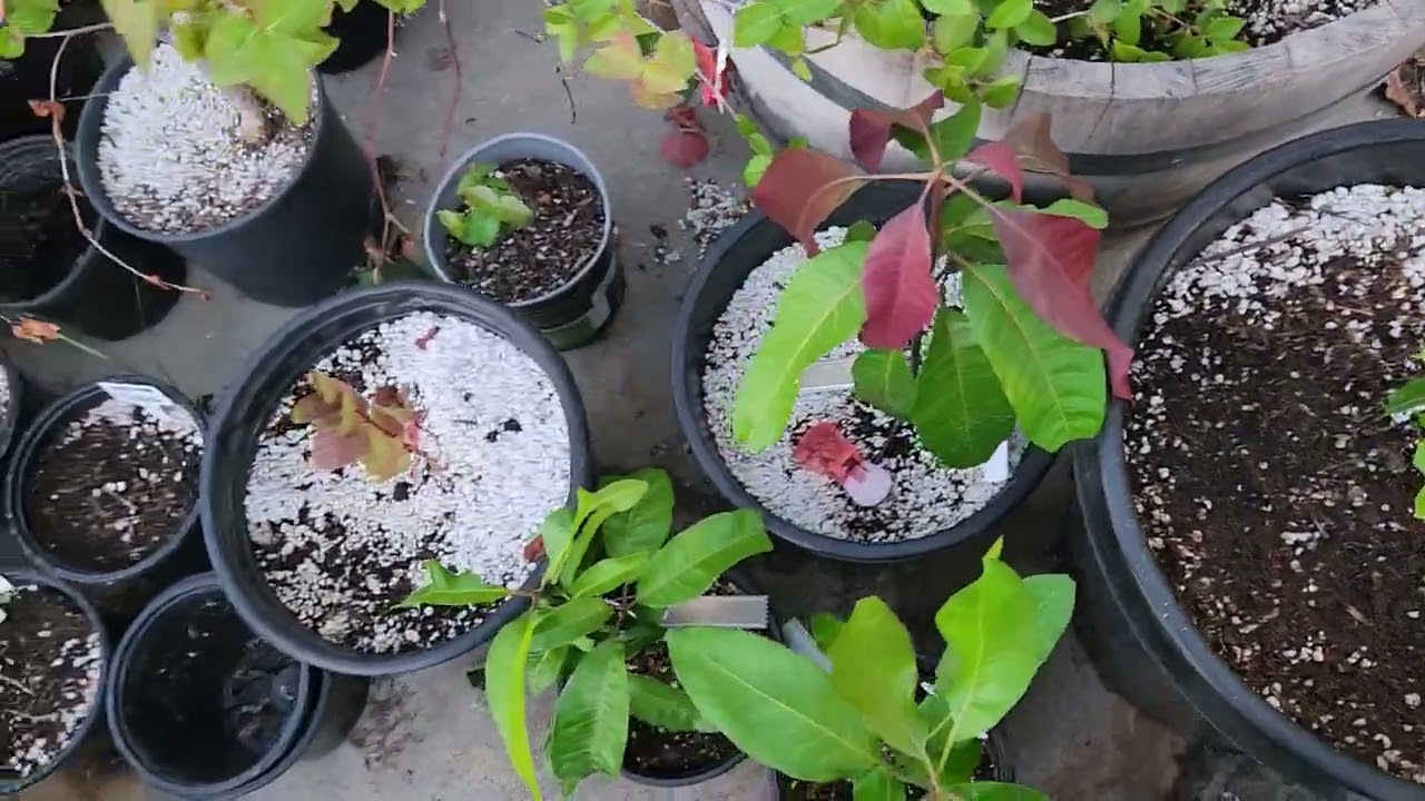 Mango Polyembryonic seeds - Identifying