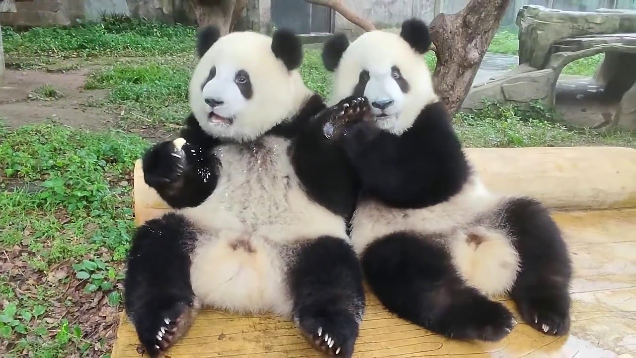 莽辰辰莽星星两只猪猪爱洗澡💦🛀MangZai's twins cubs enjoy taking a bath