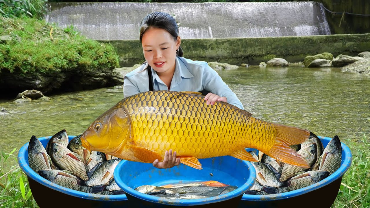 Strange School of Giant Fish Appear in Heavy Rain: Ms. Huong Fishing in Storm Season | Village Life