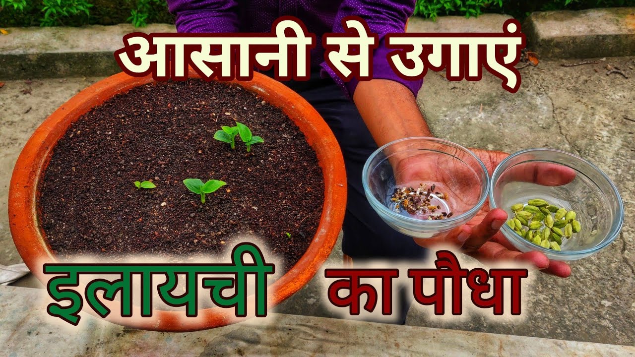 इलायची का पौधा घर पे कैसे उगाएं । How to grow Cardamom at home from seeds