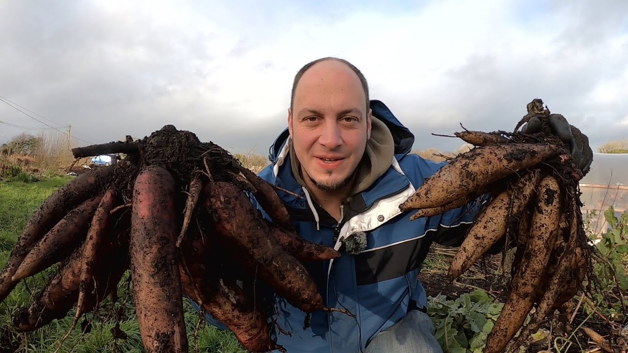 How to Harvest Yacon - The Winter Fruit  - Tips and Tricks