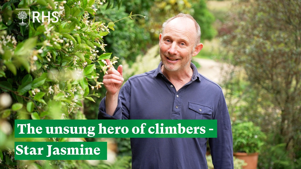 How Star Jasmine will make your garden go supernova | The RHS