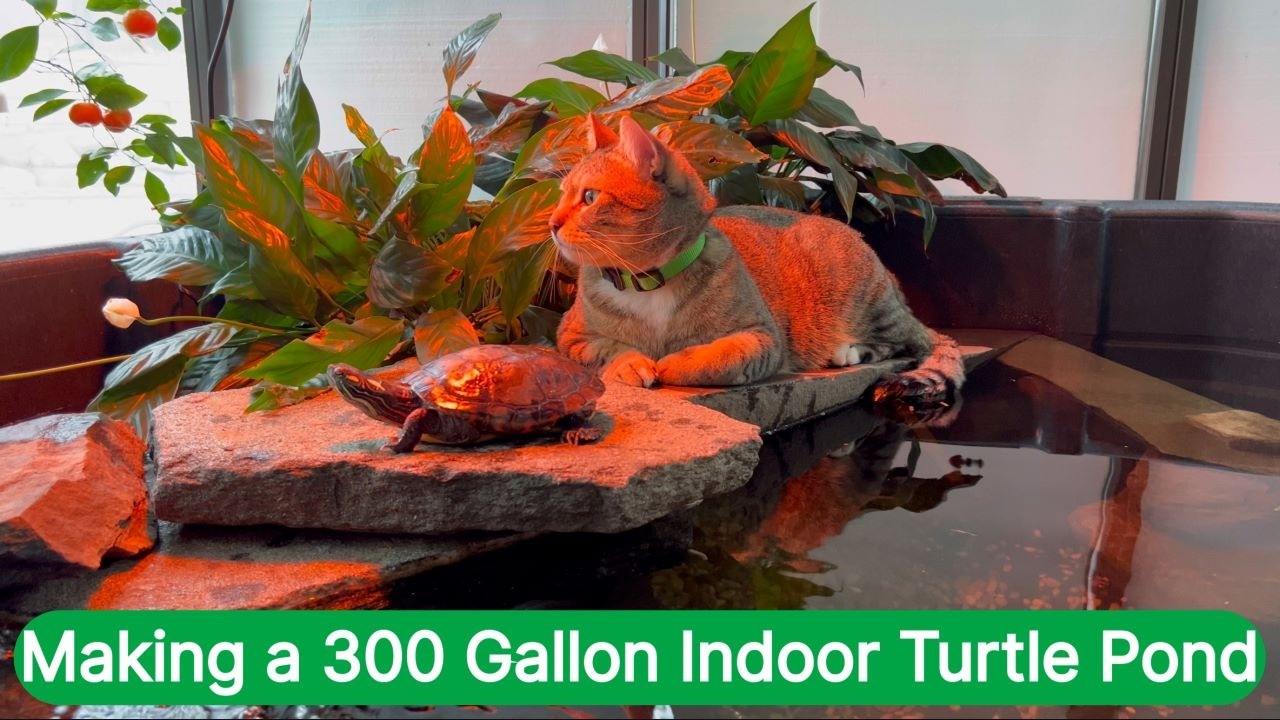 300-Gallon Indoor Turtle Pond Setup with Cats in My Greenhouse