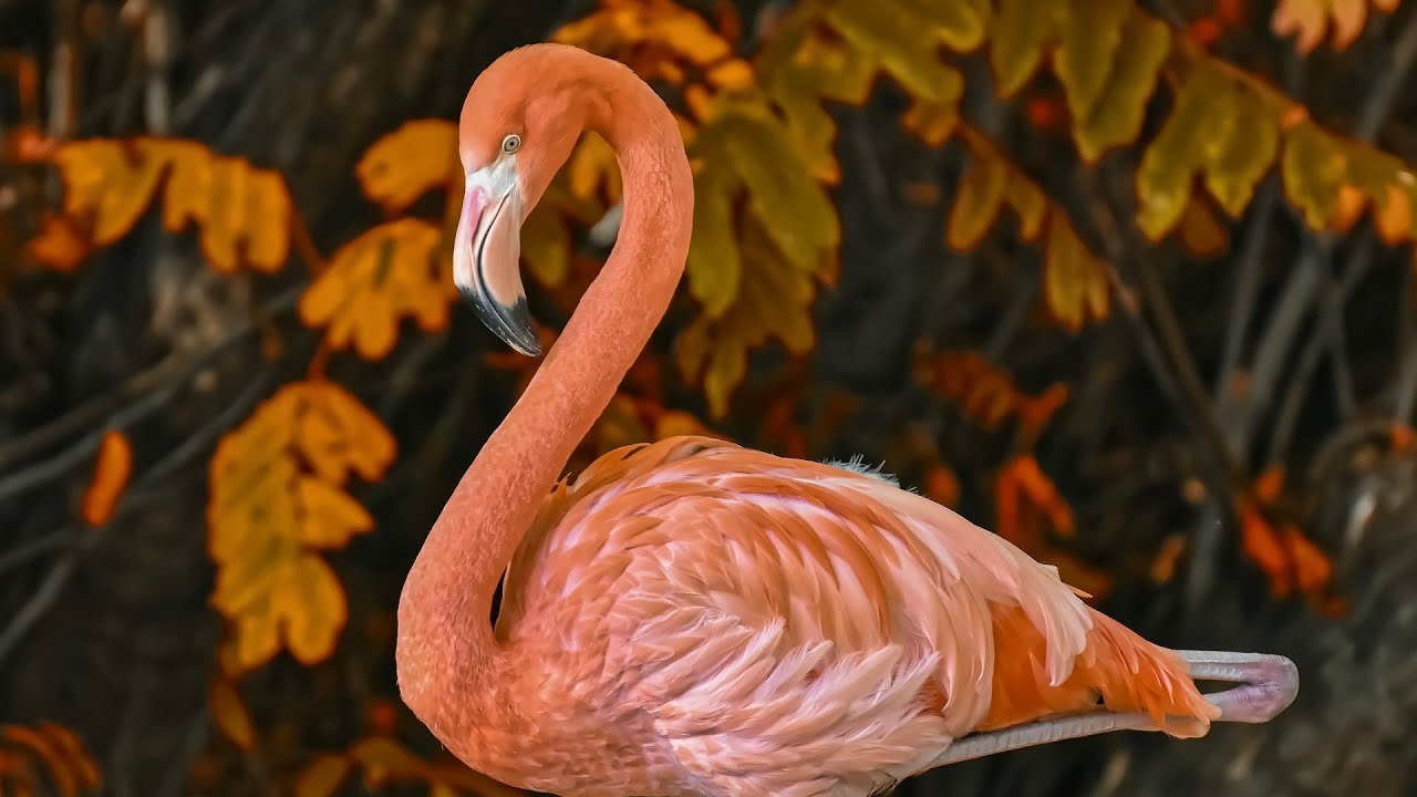 Flamingo rhapsody