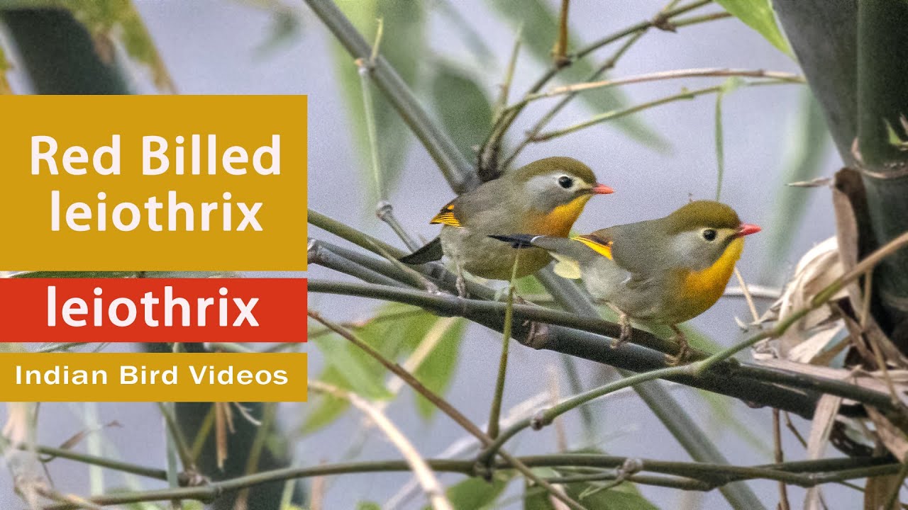 The Red-billed Leiothrix (Leiothrix lutea) - A small colorful Himalayan bird @IndianBirdVideos