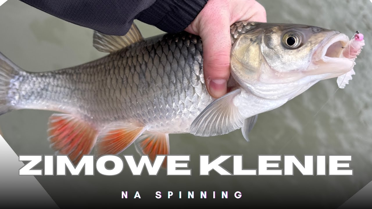 Zimowe Klenie na larwę | Lekki spinning w styczniu. #ultralightfishing