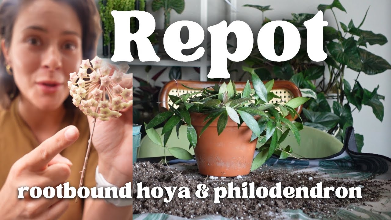 Repot & Chat | Hoya & Philodendron Houseplants