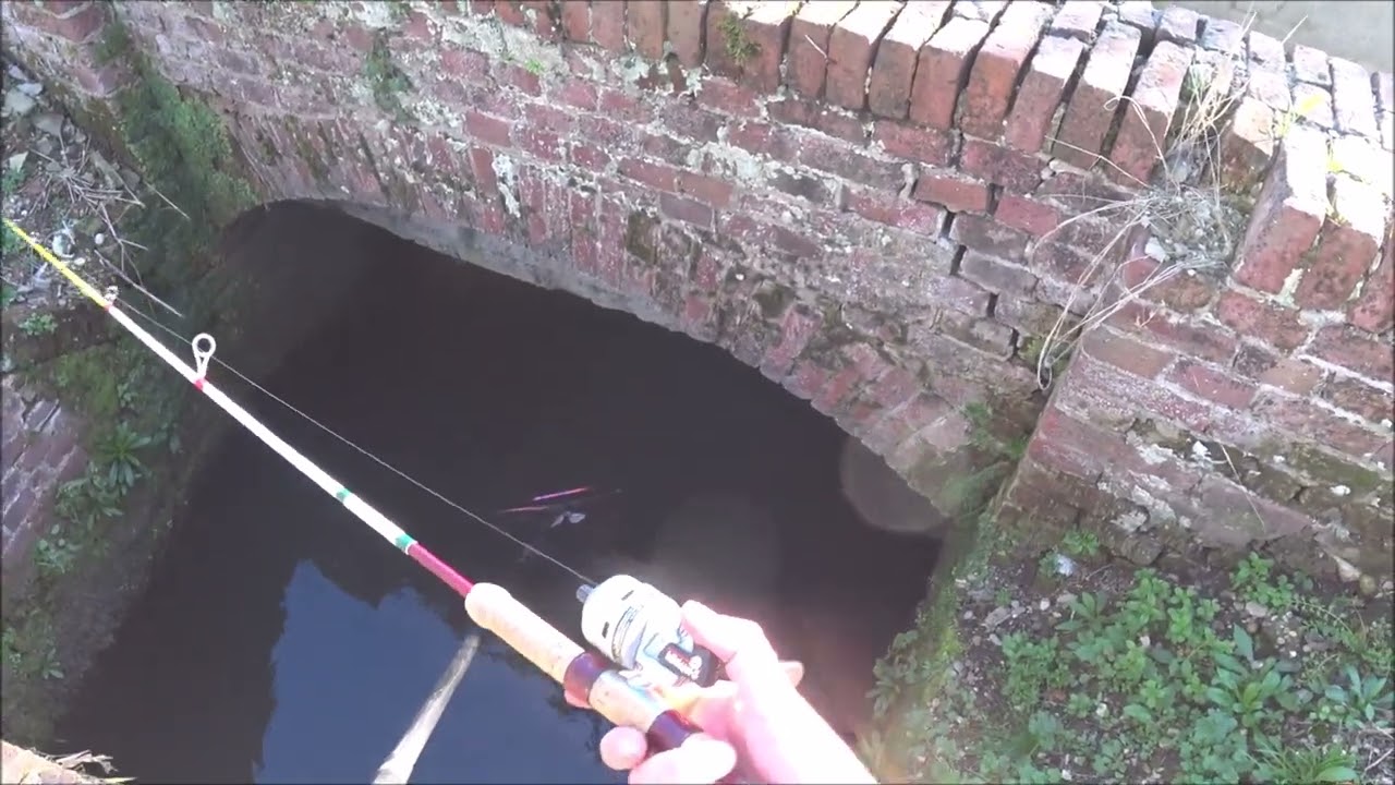 Grossi pesci nel pozzo