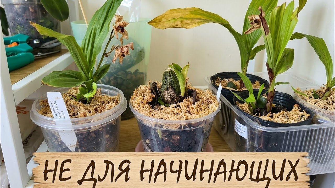More than 60 days of EFFORT and ADAPTATION: Of the NEW FIVE Orchids, only ONE remains...