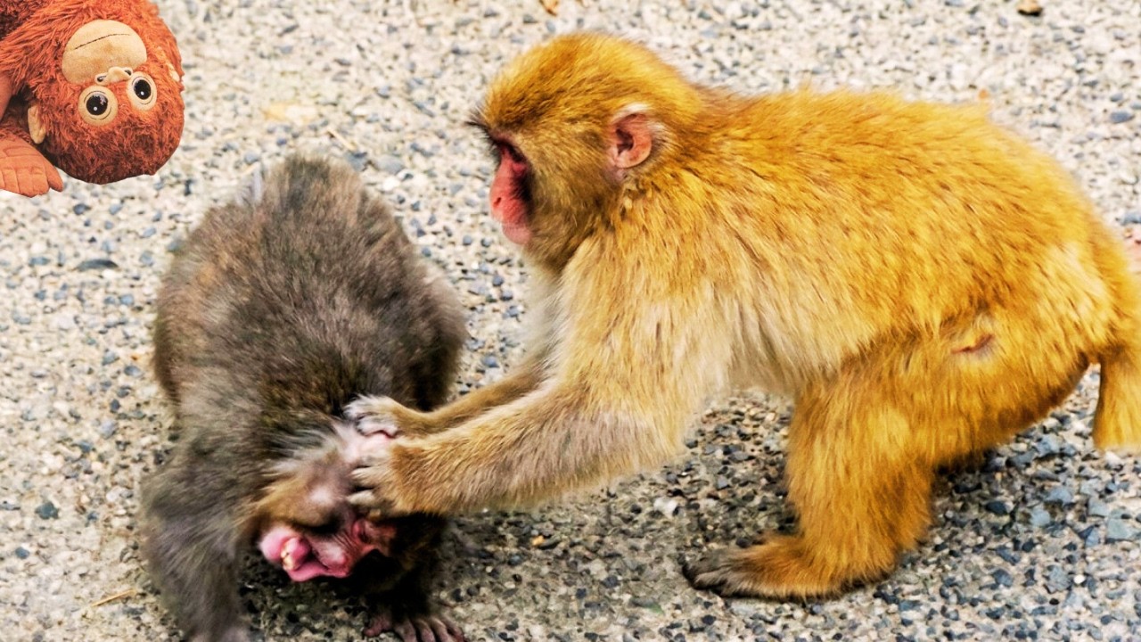 Punch in danger! His best friend rushes to the rescue 🐒❤️